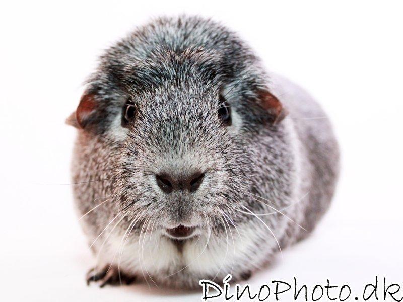 Marsvin - Studie billeder - DinoPhoto billede 1