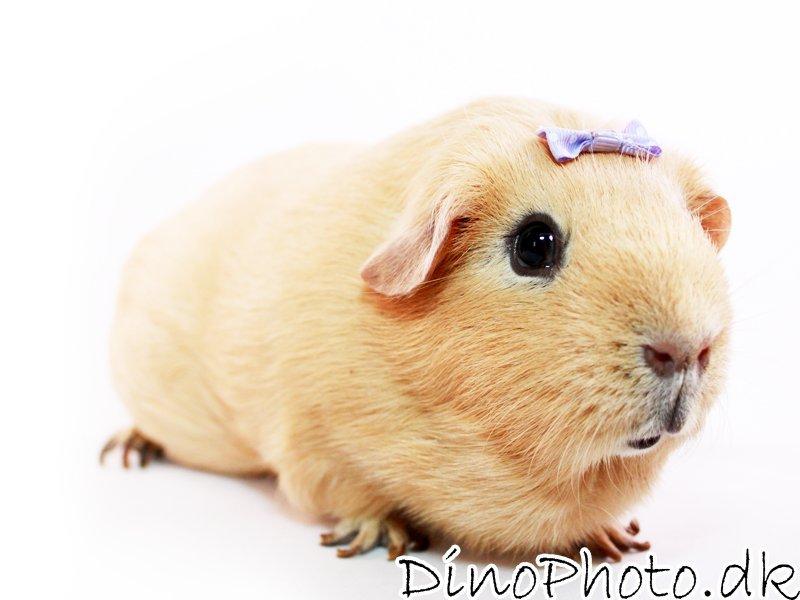 Marsvin - Studie billeder - DinoPhoto billede 2