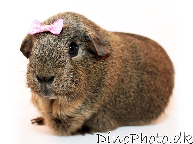 Marsvin - Studie billeder - DinoPhoto billede 3