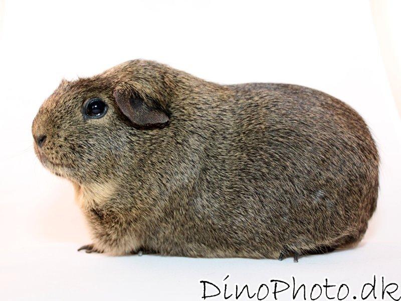 Marsvin - Studie billeder - DinoPhoto billede 4