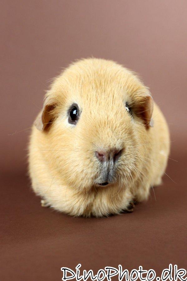 Marsvin - Studie billeder - DinoPhoto billede 5