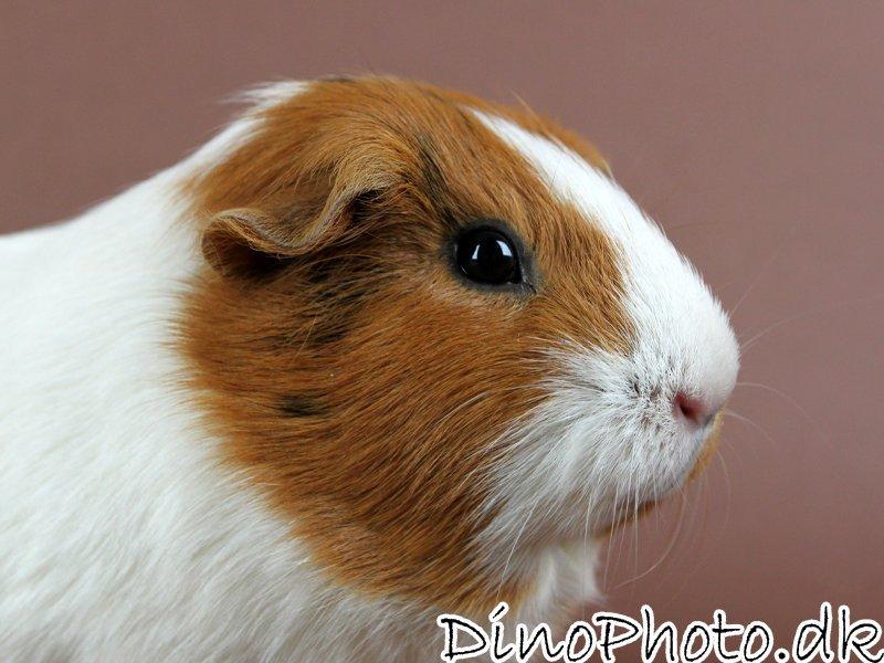 Marsvin - Studie billeder - DinoPhoto billede 6