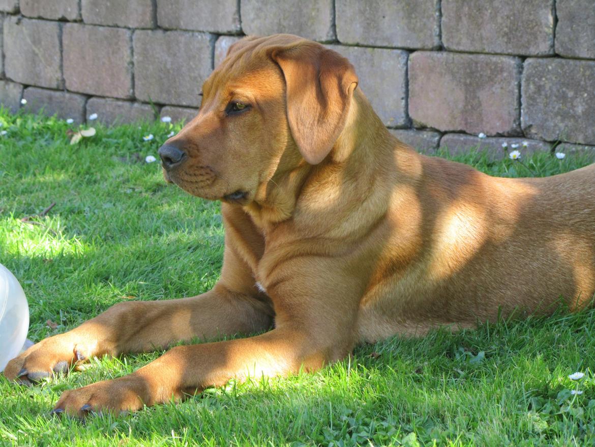 Broholmer 4 mdr. billede 1