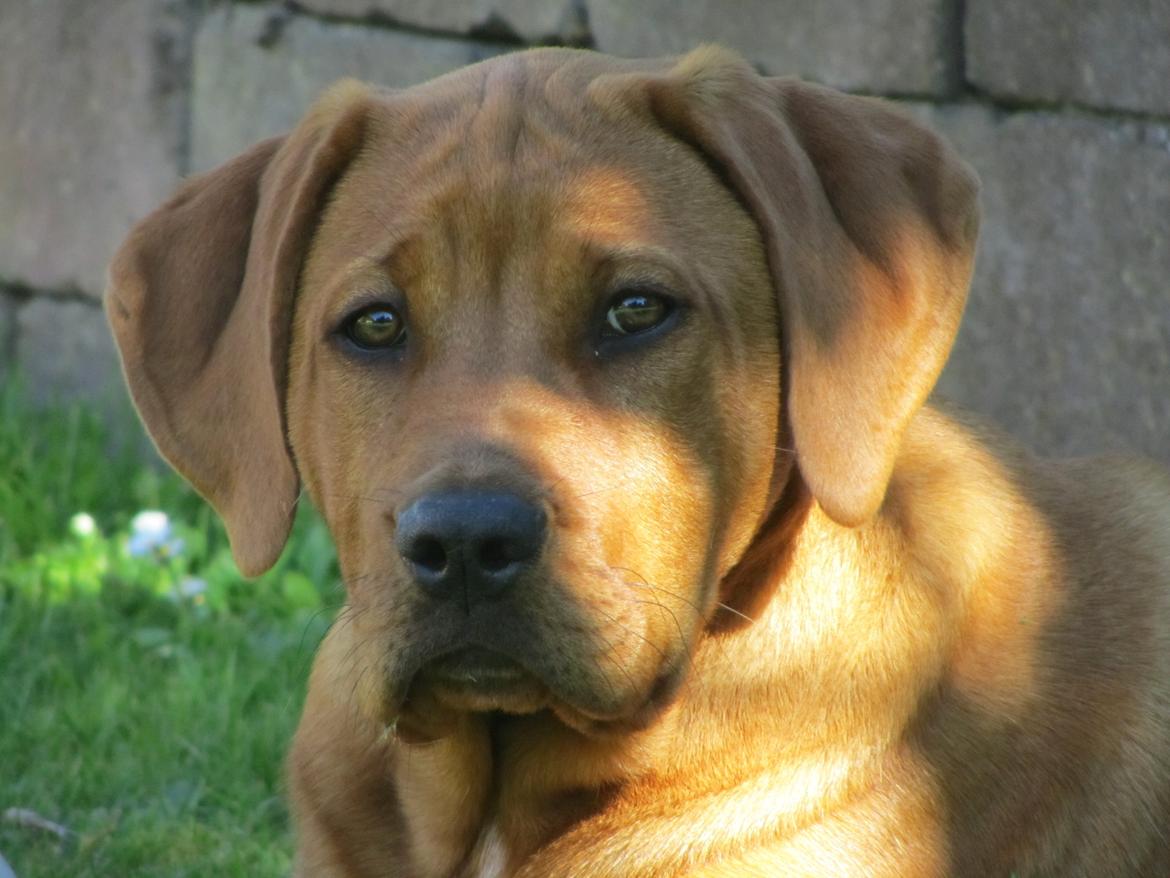 Broholmer 4 mdr. billede 2