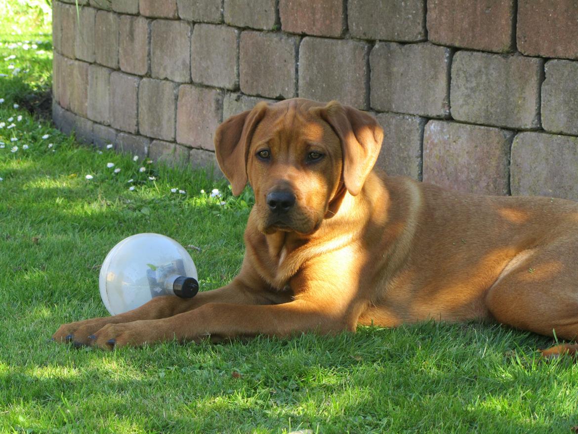 Broholmer 4 mdr. billede 3