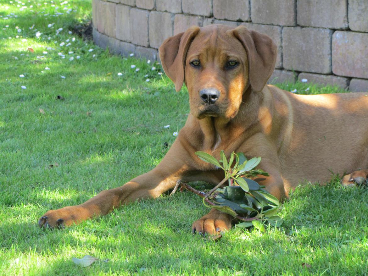 Broholmer 4 mdr. billede 4