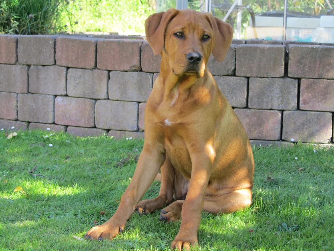 Broholmer 4 mdr. billede 5