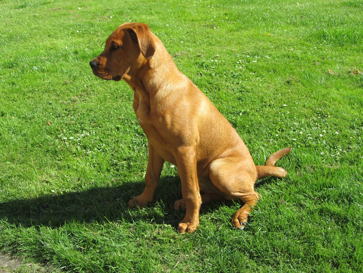 Broholmer 4 mdr. billede 6