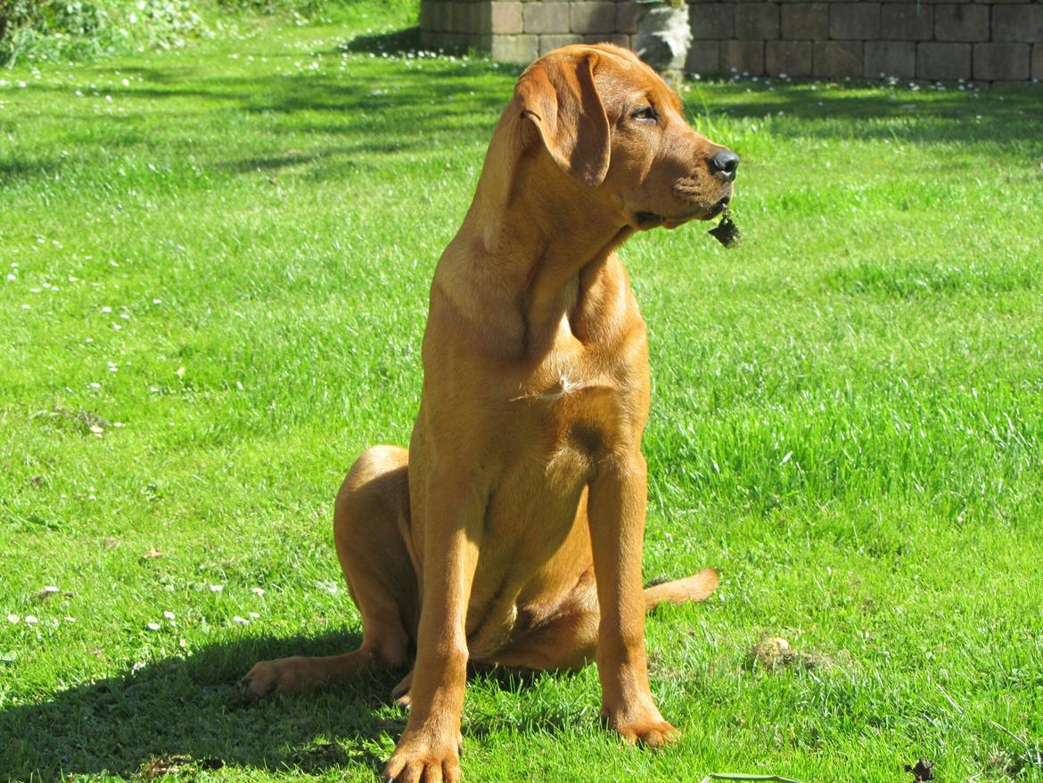 Broholmer 4 mdr. billede 8