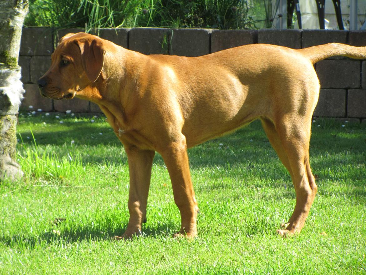 Broholmer 4 mdr. billede 9