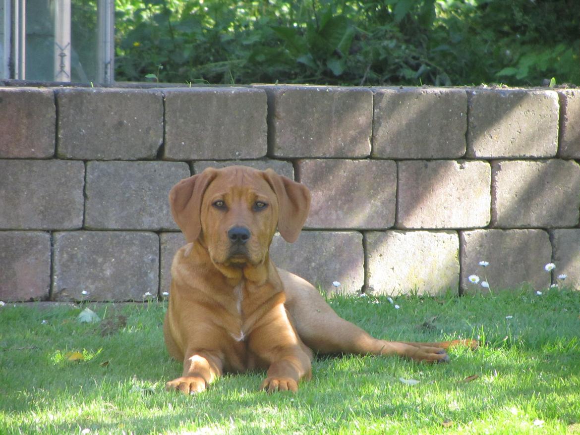 Broholmer 4 mdr. billede 10