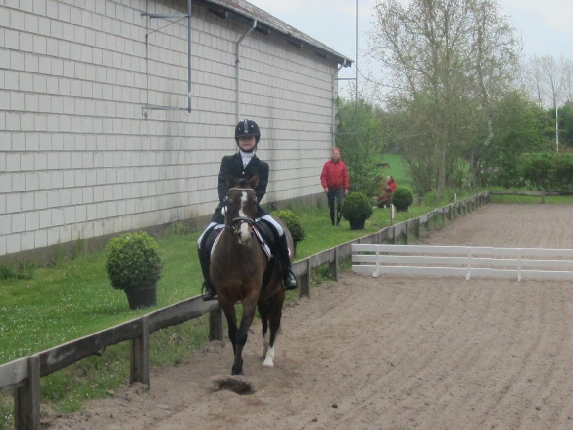 fjeldsted rideklub. - paola og beauty. billede 1