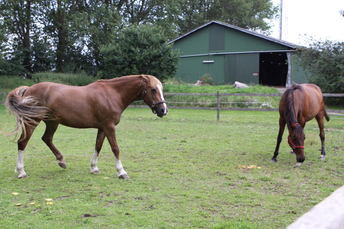 Jessica's 12 års fødselsdag :-)  - "Gå vææææk!" billede 15