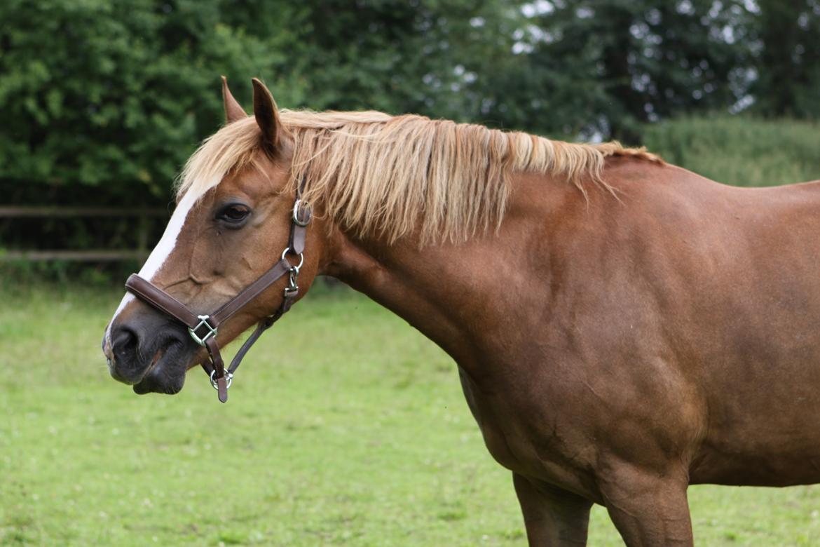 Jessica's 12 års fødselsdag :-)  - Smuksak :-) <3 billede 16