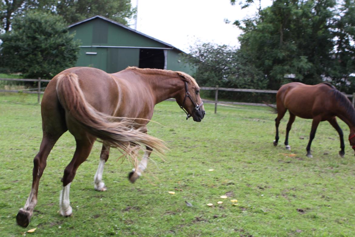 Jessica's 12 års fødselsdag :-)  - "Smut!" Haha, skøre kælling :-D billede 17