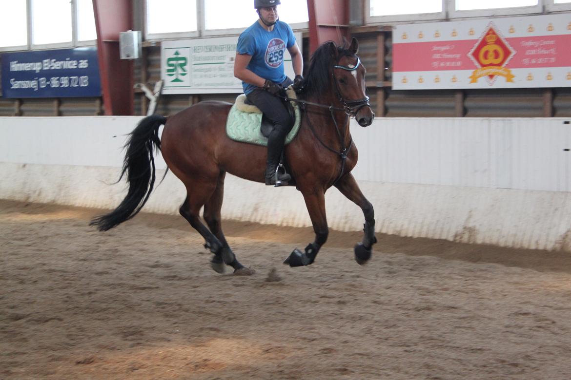 Aprillo - spring og dressur billede 2