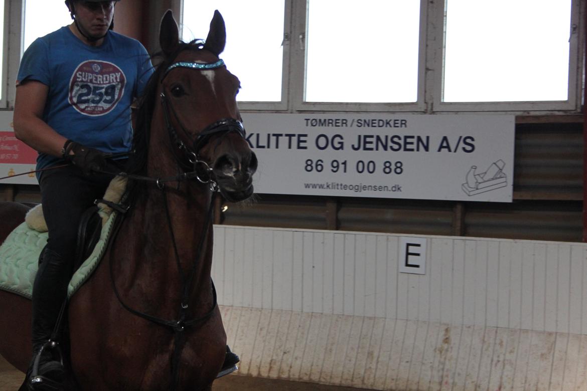 Aprillo - spring og dressur billede 6