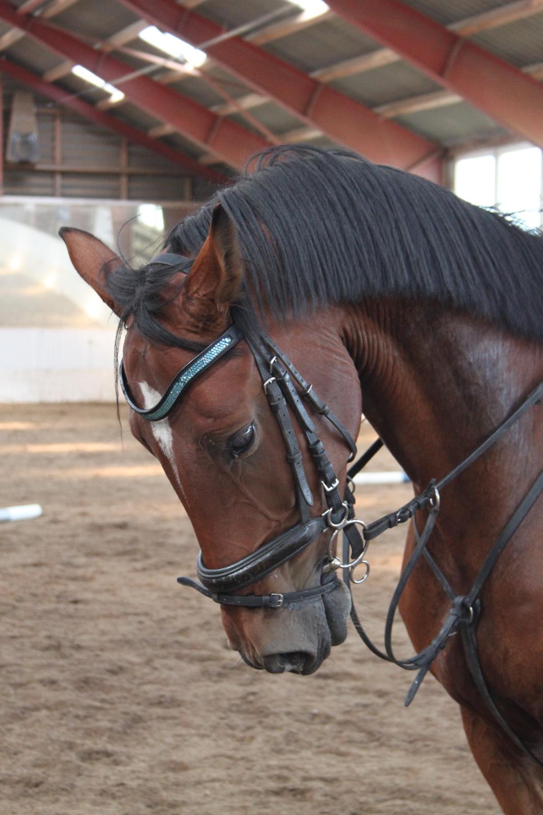 Aprillo - spring og dressur billede 12