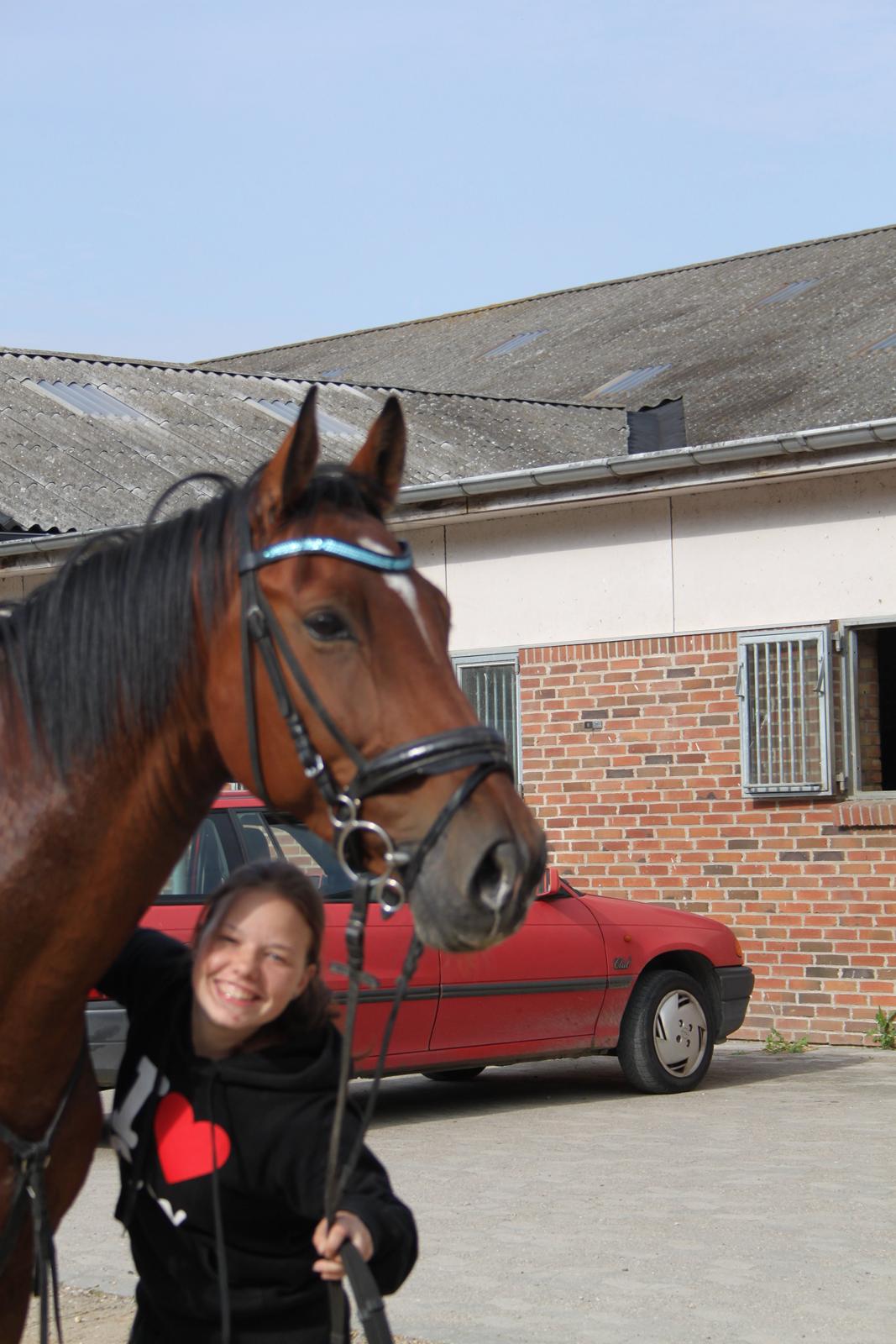 Aprillo - spring og dressur billede 13