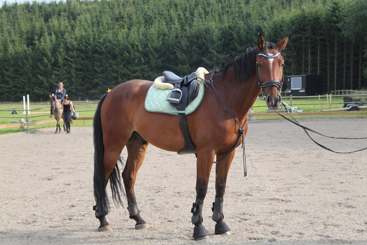 Aprillo - spring og dressur billede 21