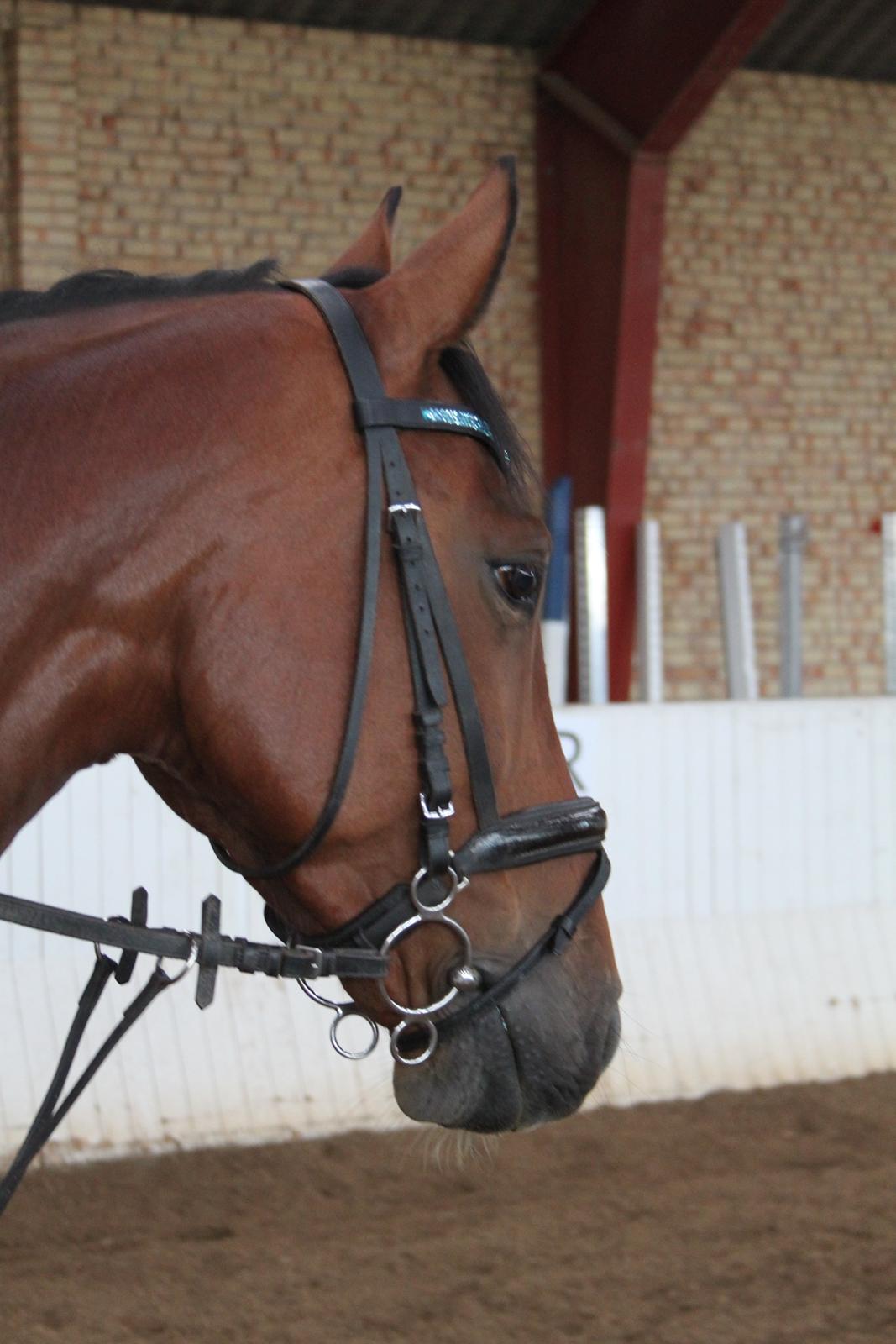 Aprillo - spring og dressur billede 23