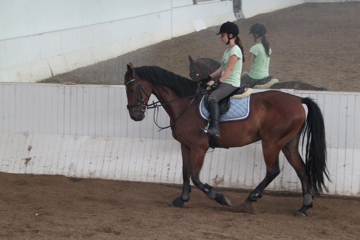 Aprillo - spring og dressur billede 25