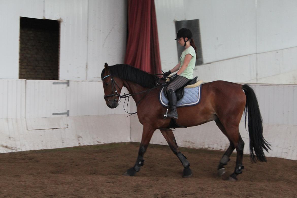 Aprillo - spring og dressur billede 26