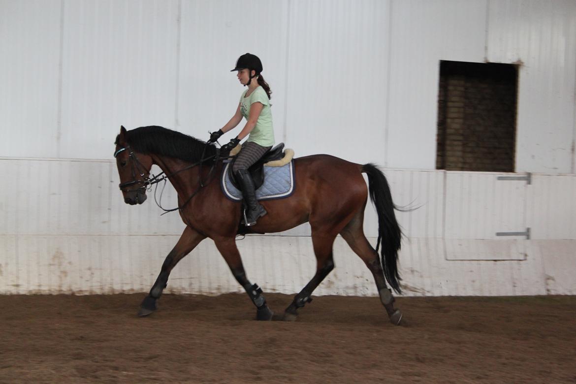 Aprillo - spring og dressur billede 28