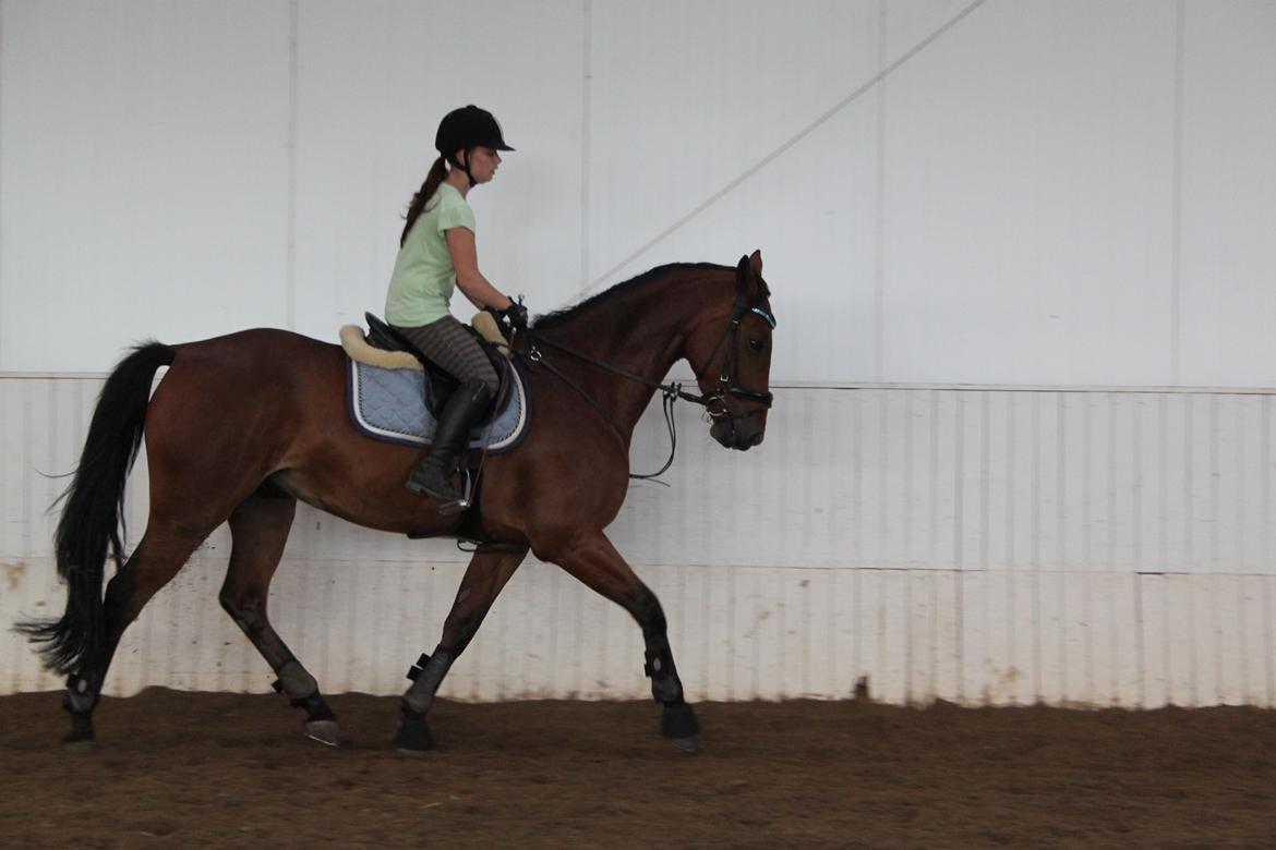 Aprillo - spring og dressur billede 31