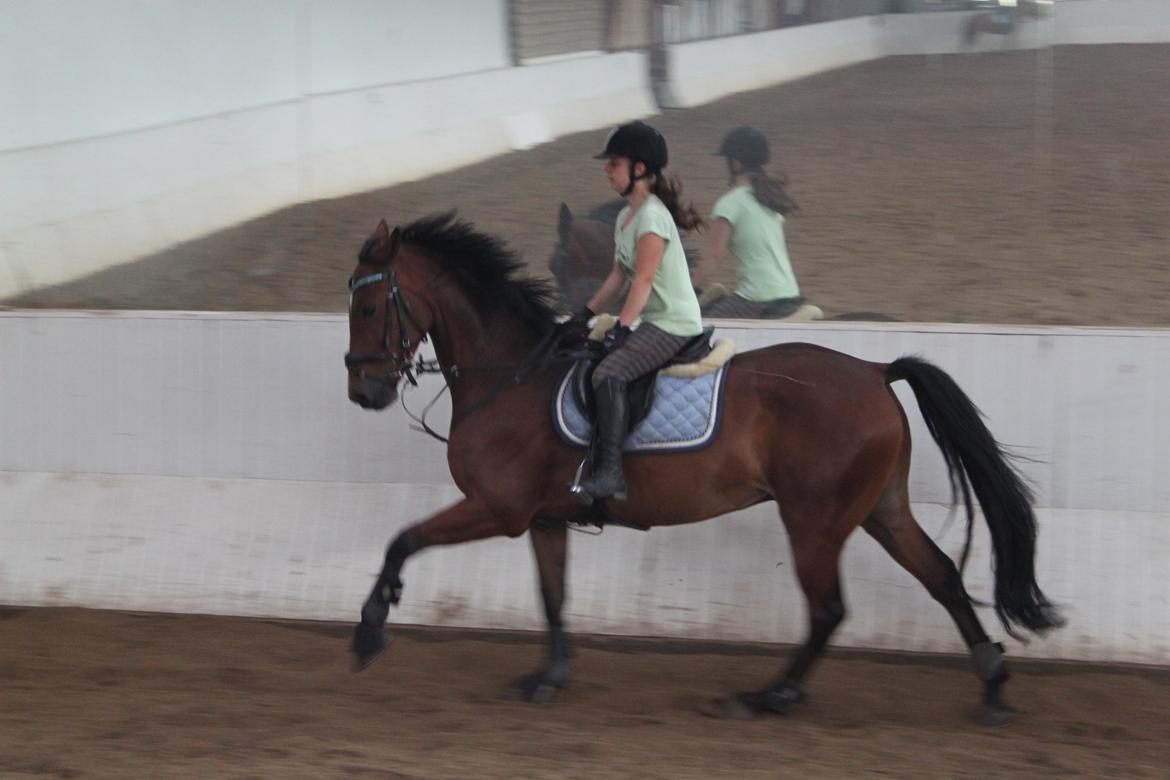 Aprillo - spring og dressur billede 34