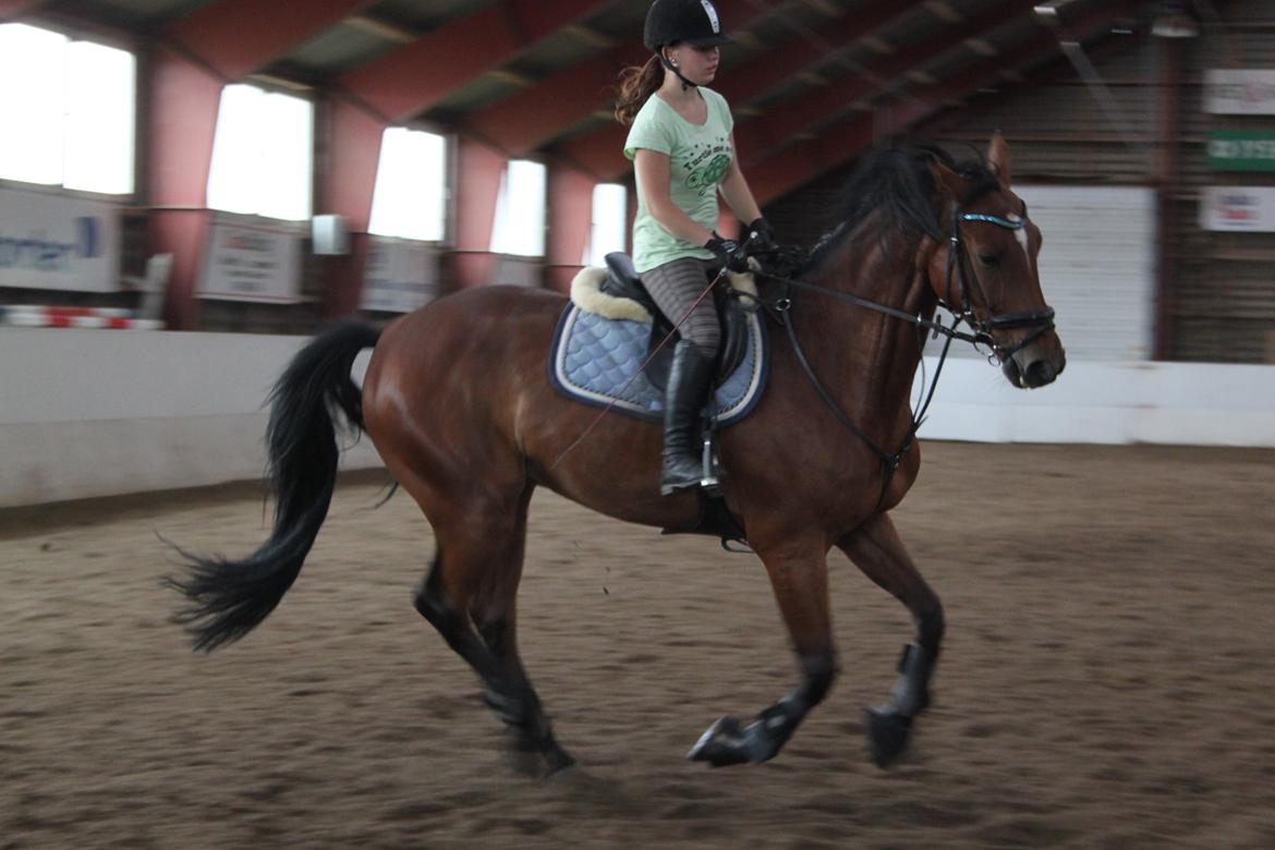 Aprillo - spring og dressur billede 37