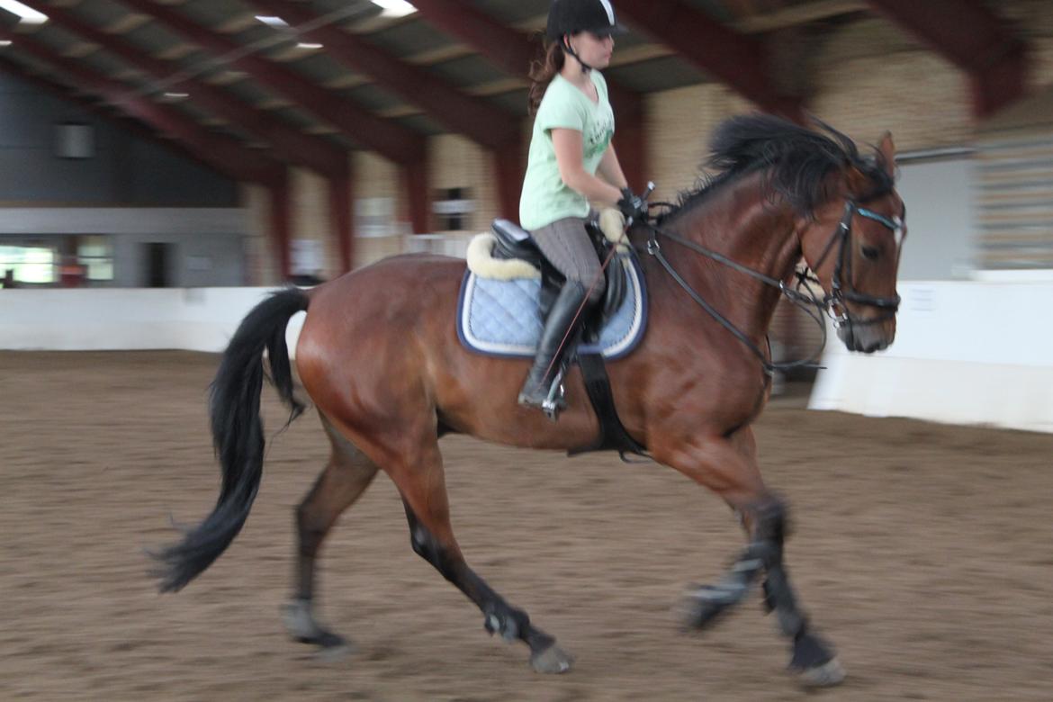 Aprillo - spring og dressur billede 38