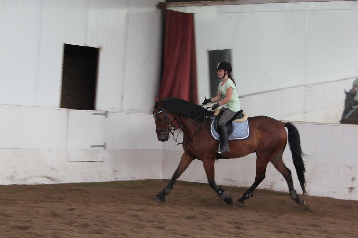 Aprillo - spring og dressur billede 39