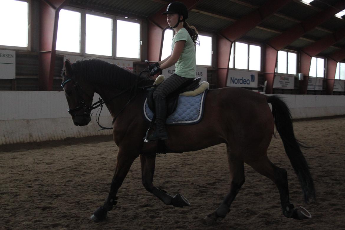 Aprillo - spring og dressur billede 40