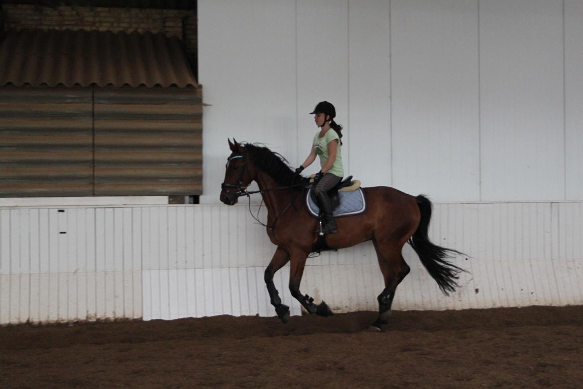 Aprillo - spring og dressur billede 41