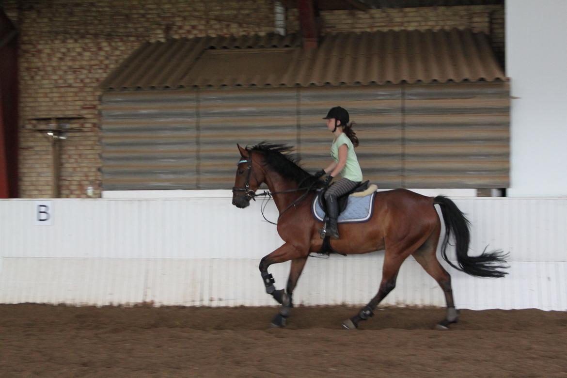 Aprillo - spring og dressur billede 42