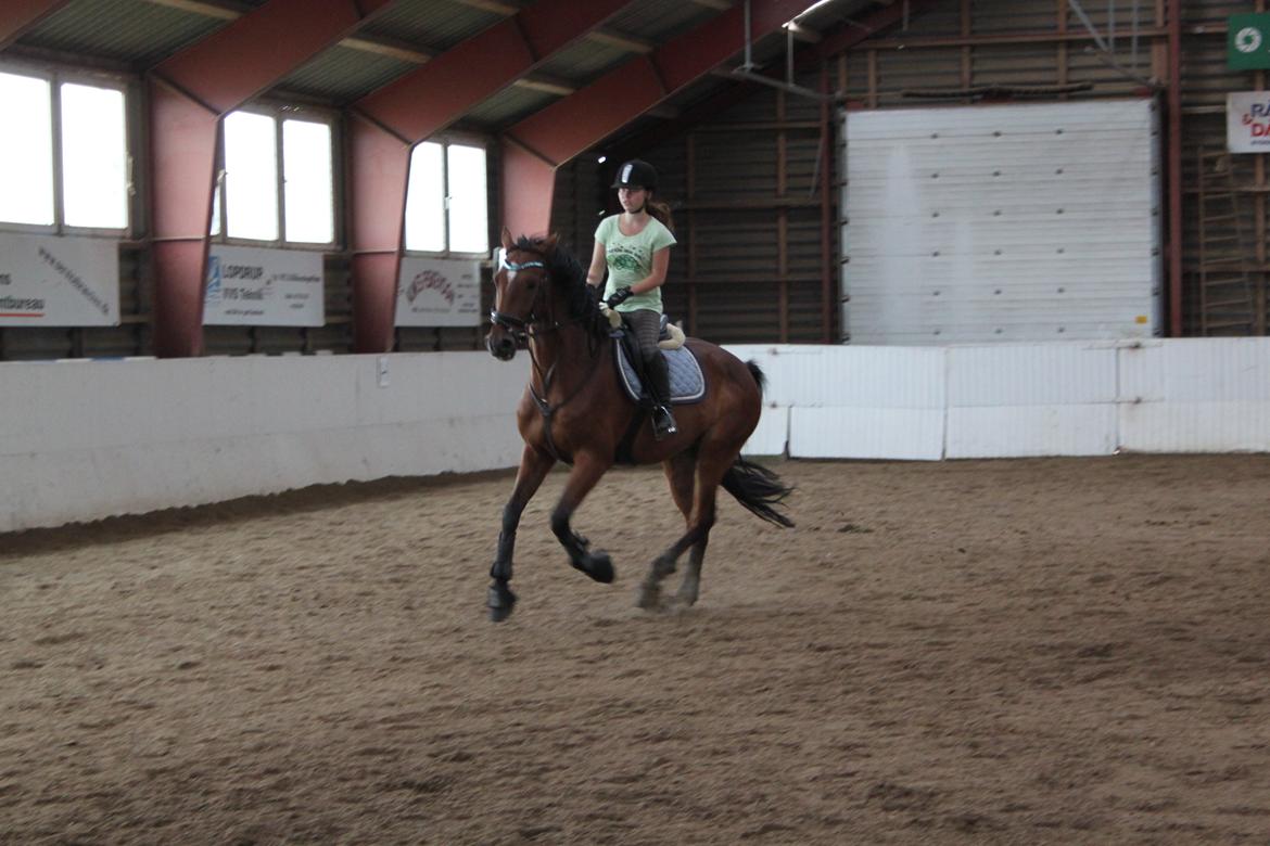 Aprillo - spring og dressur billede 44