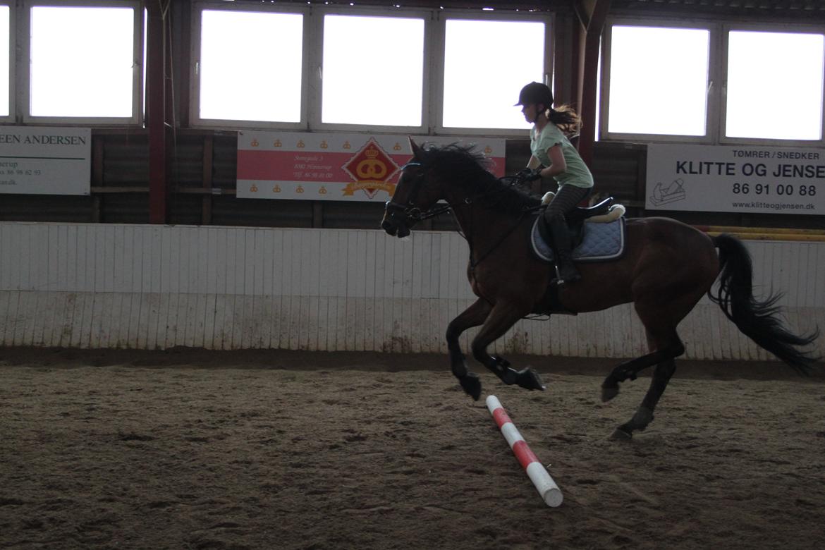 Aprillo - spring og dressur billede 45