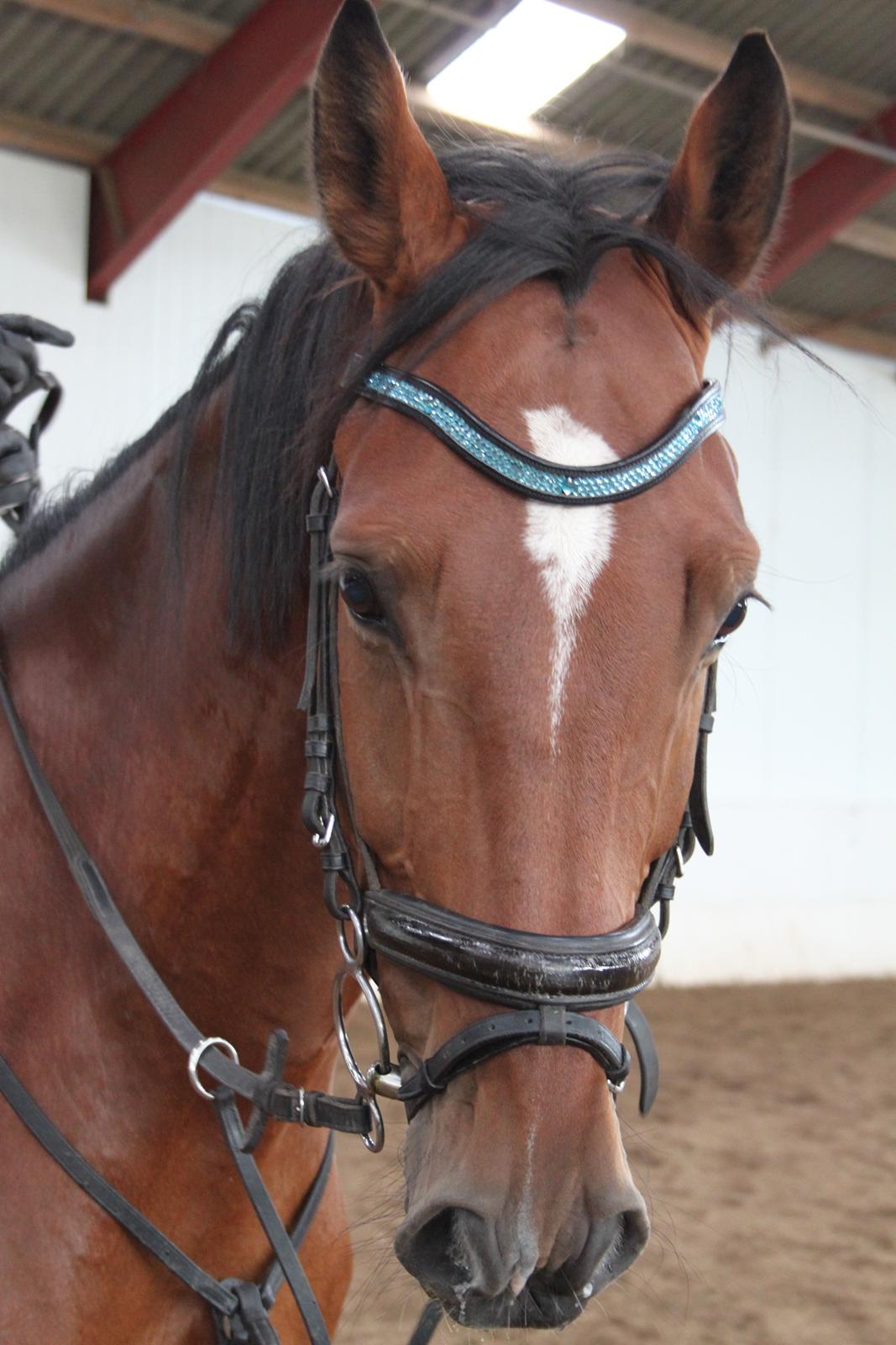 Aprillo - spring og dressur billede 46