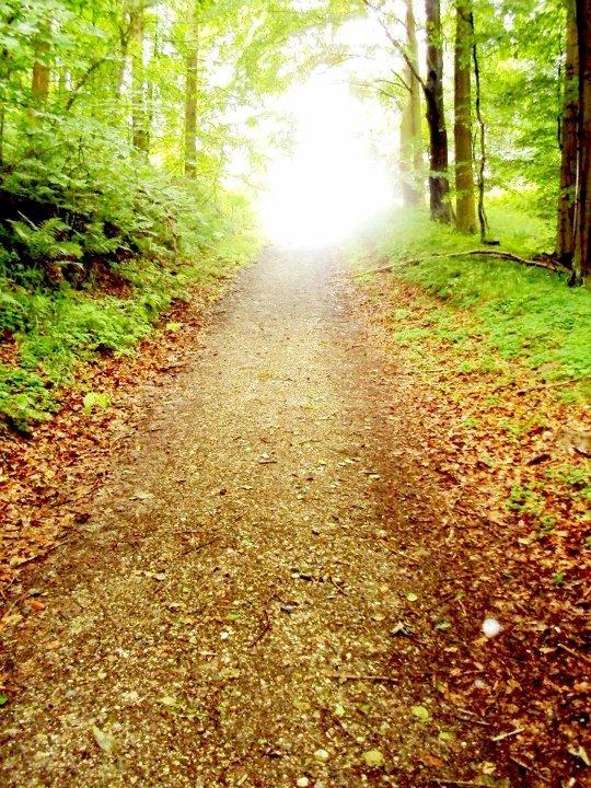 Sophienholm Hestepension - Skoven. billede 1