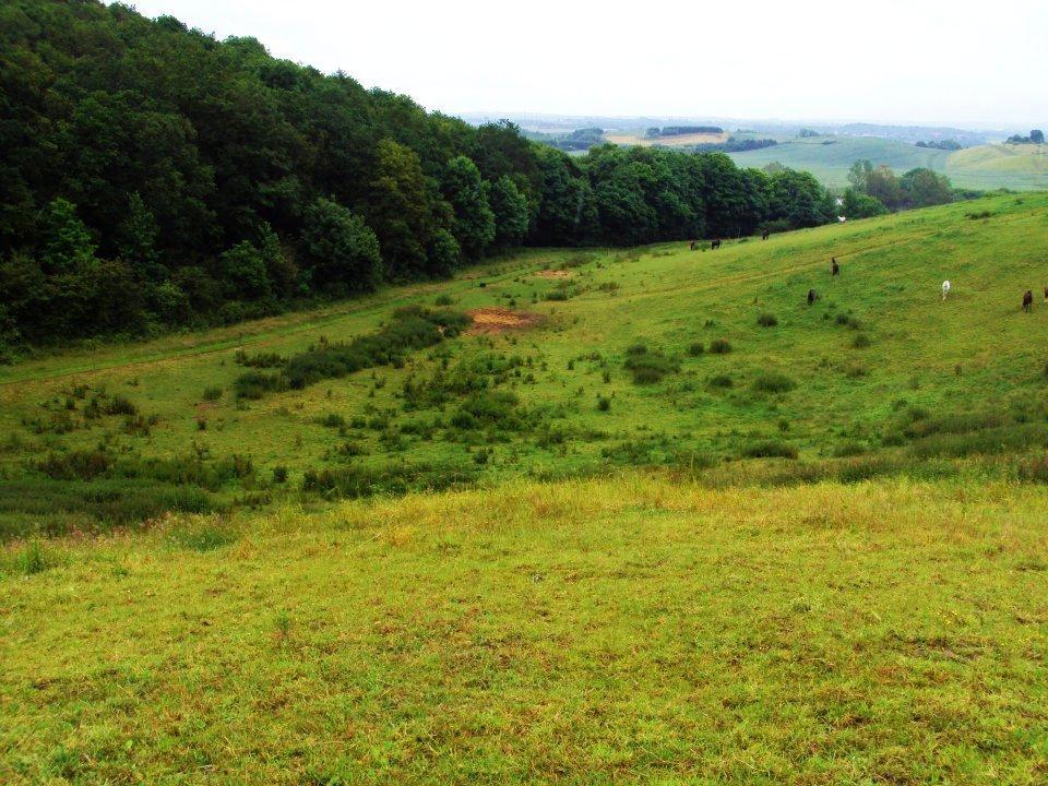 Sophienholm Hestepension - Vallakkernes fold. billede 2