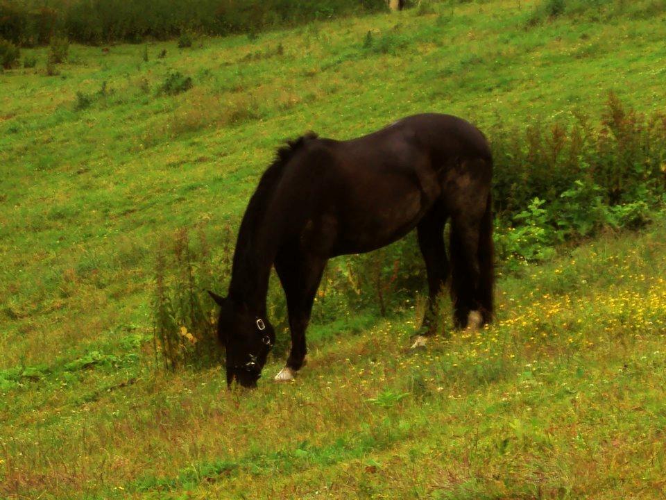 Sophienholm Hestepension - Dreamboy. billede 3