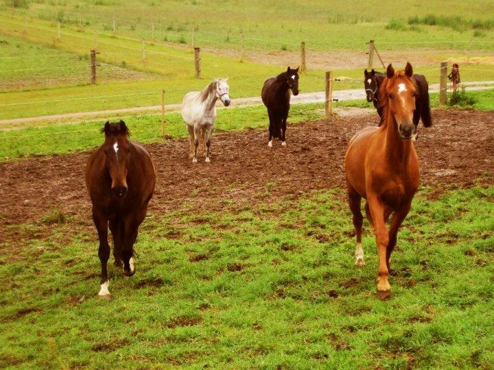 Sophienholm Hestepension - Carlini og Rauol kommer hen for at 'snakke lidt'. billede 4
