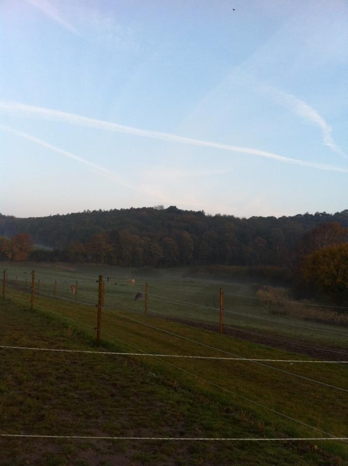 Sophienholm Hestepension - Foldene i forårets morgen dis. billede 7