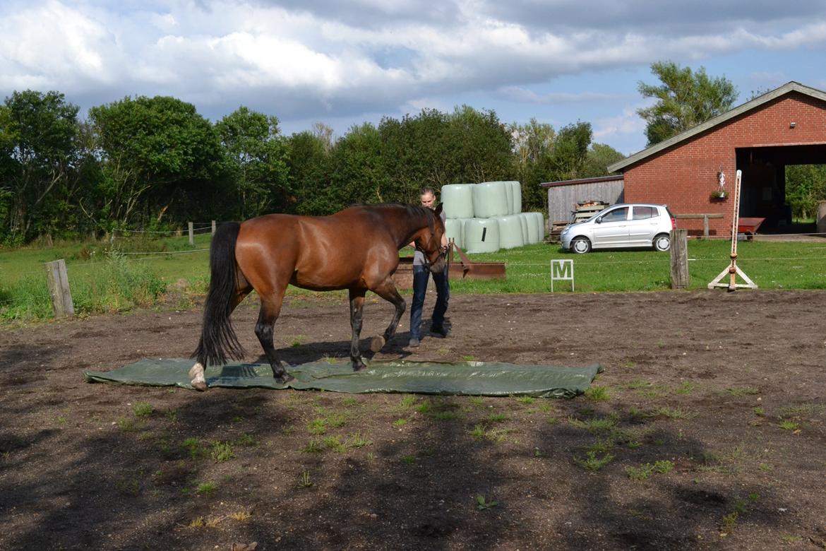 Vores billedebog. - Vi har lavet en del jordtræning her på det sidste, og er nu begyndt at træne med pressening! :-D Her ses han første gang til træning! :-D billede 53