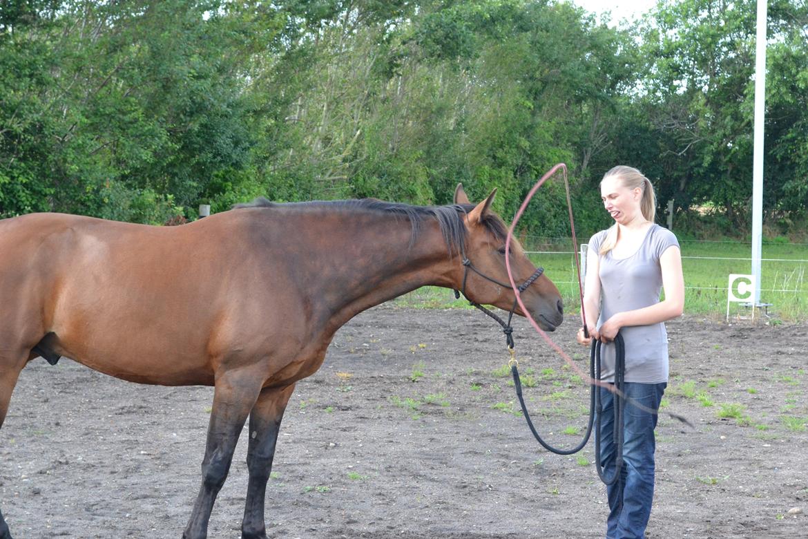 Vores billedebog. - Kaliber er blevet så sej til pisketræning! :-D Han er helt cool overfor dem! :-D billede 55