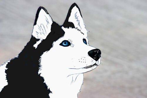 Tegninger og andre kreative ting! - Så er jeg i fuld gang med en ny tegning, det kommer til at tage sindsygt lang tid! Bare snuden har taget over en halv time. ? Hvis nogen skulle være i tvivl er det en Husky, det er en hunde race. ? billede 3