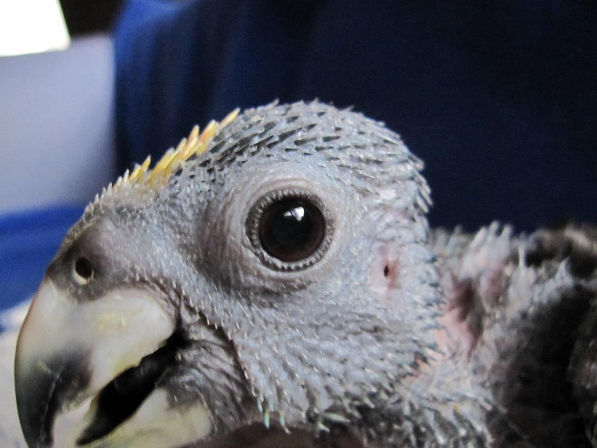 Papegøje unge billede 1