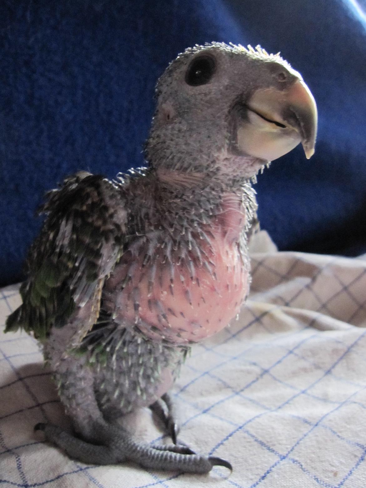 Papegøje unge billede 2