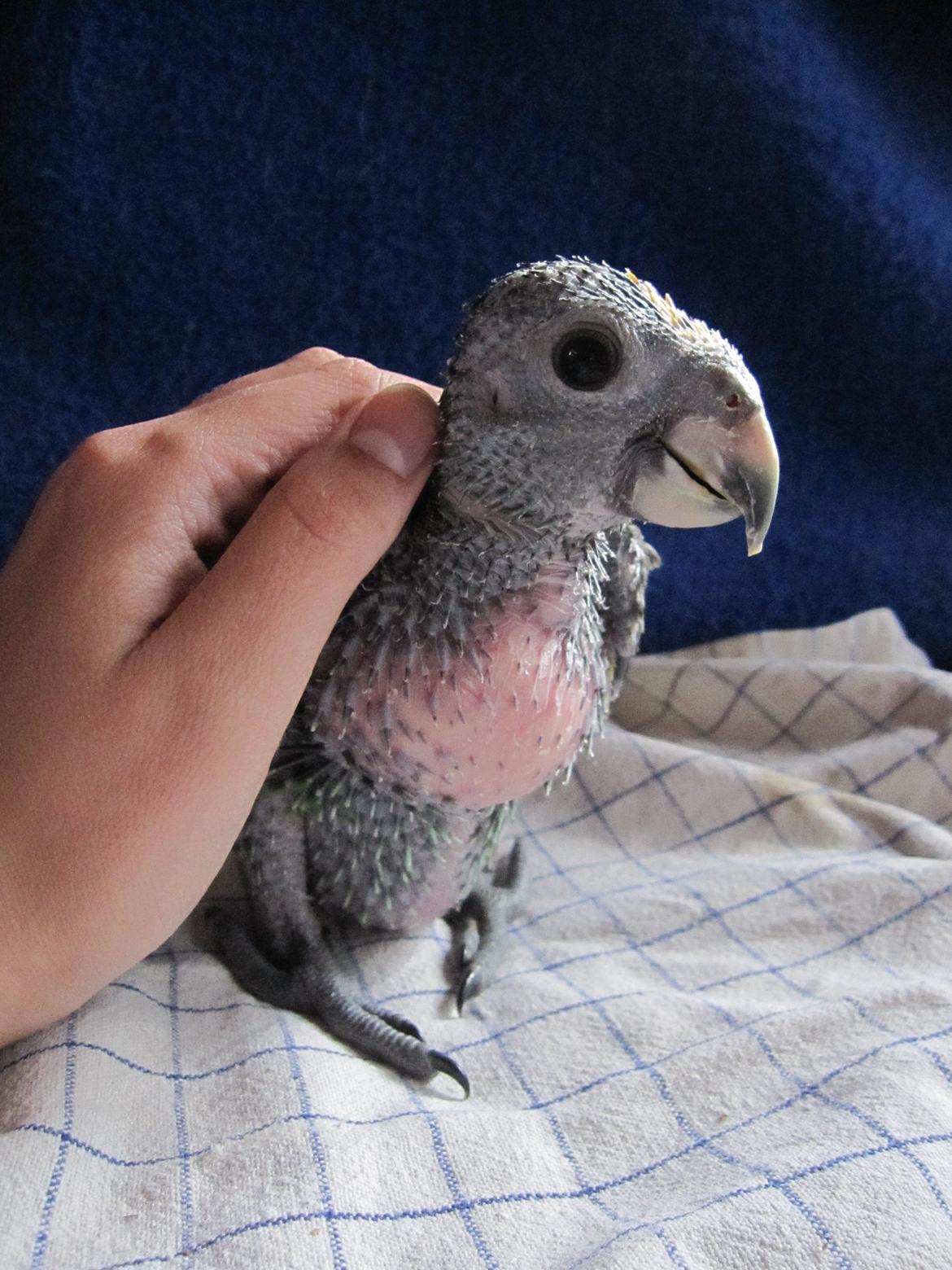 Papegøje unge billede 4